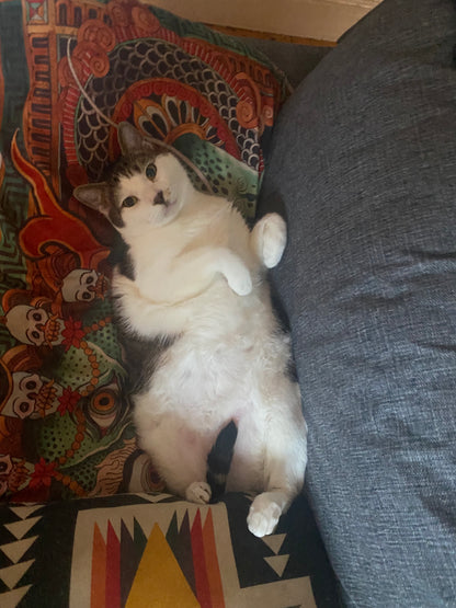 Chi Chi